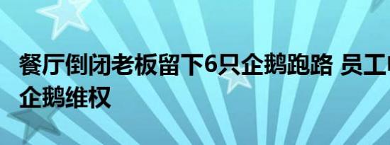 餐厅倒闭老板留下6只企鹅跑路 员工申请执行企鹅维权