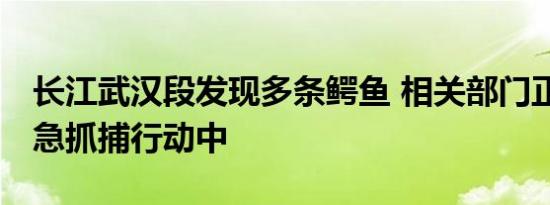 长江武汉段发现多条鳄鱼 相关部门正处置 紧急抓捕行动中