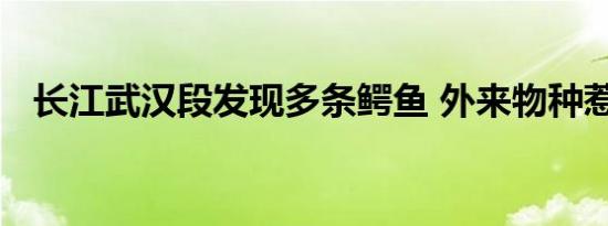 长江武汉段发现多条鳄鱼 外来物种惹担忧