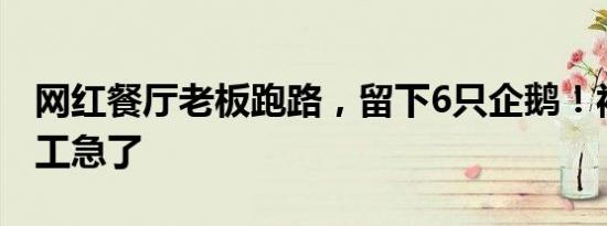 网红餐厅老板跑路，留下6只企鹅！被欠薪员工急了