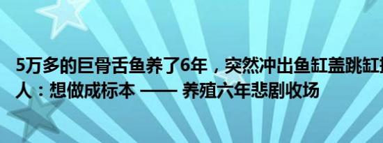 5万多的巨骨舌鱼养了6年，突然冲出鱼缸盖跳缸摔亡，鱼主人：想做成标本 —— 养殖六年悲剧收场