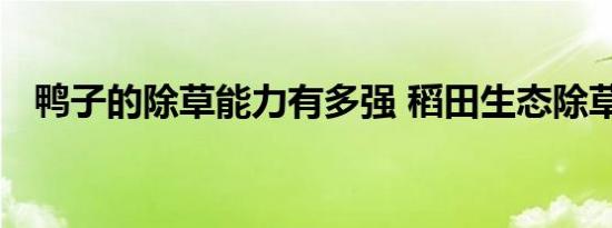 鸭子的除草能力有多强 稻田生态除草新星