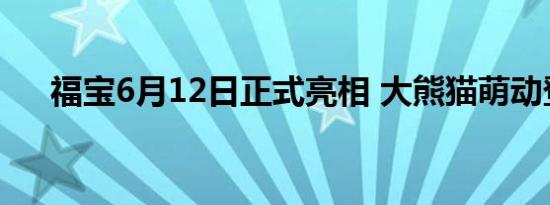 福宝6月12日正式亮相 大熊猫萌动登场