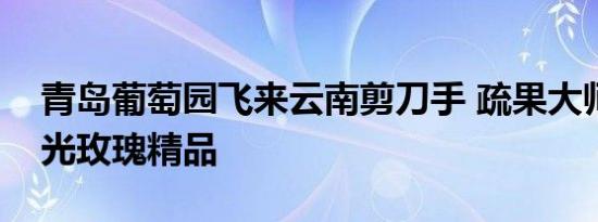 青岛葡萄园飞来云南剪刀手 疏果大师打造阳光玫瑰精品