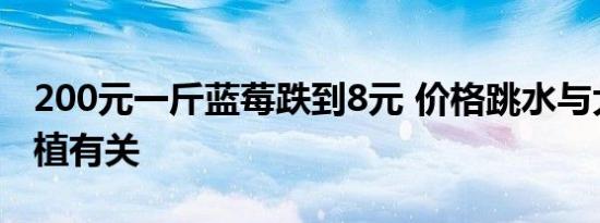 200元一斤蓝莓跌到8元 价格跳水与大面积种植有关