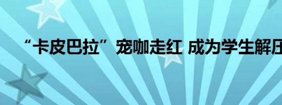 “卡皮巴拉”宠咖走红 成为学生解压新宠