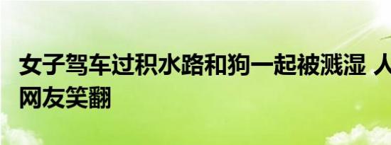 女子驾车过积水路和狗一起被溅湿 人狗同懵，网友笑翻