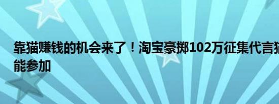 靠猫赚钱的机会来了！淘宝豪掷102万征集代言猫：丑猫也能参加