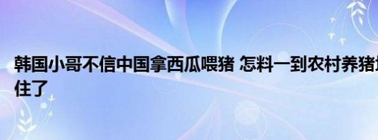 韩国小哥不信中国拿西瓜喂猪 怎料一到农村养猪场当场绷不住了