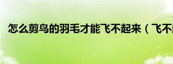 怎么剪鸟的羽毛才能飞不起来（飞不起来）