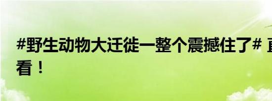 #野生动物大迁徙一整个震撼住了# 直播一起看！