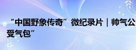 “中国野象传奇”微纪录片｜帅气公象咋成“受气包”