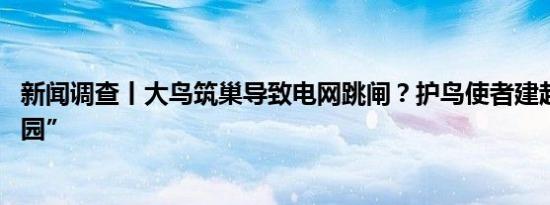 新闻调查丨大鸟筑巢导致电网跳闸？护鸟使者建起 “铁塔家园”