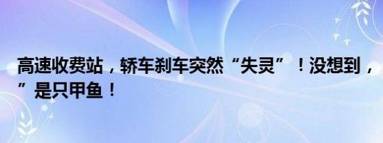 高速收费站，轿车刹车突然“失灵”！没想到，“罪魁祸首”是只甲鱼！