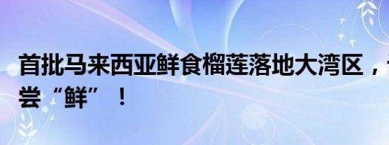 首批马来西亚鲜食榴莲落地大湾区，记者带你尝“鲜”！