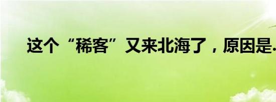 这个“稀客”又来北海了，原因是……