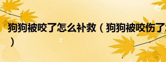 狗狗被咬了怎么补救（狗狗被咬伤了怎么处理）