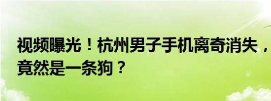 视频曝光！杭州男子手机离奇消失，“嫌犯”竟然是一条狗？