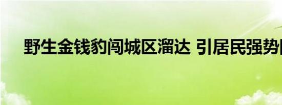 野生金钱豹闯城区溜达 引居民强势围观