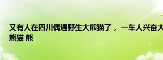 又有人在四川偶遇野生大熊猫了， 一车人兴奋大呼：熊猫 熊猫 熊