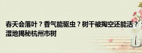 春天会落叶？香气能驱虫？树干被掏空还能活？ 免费去西溪湿地揭秘杭州市树