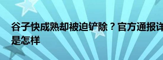 谷子快成熟却被迫铲除？官方通报详情 详情是怎样