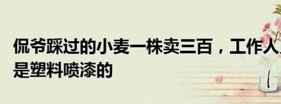 侃爷踩过的小麦一株卖三百，工作人员：小麦是塑料喷漆的