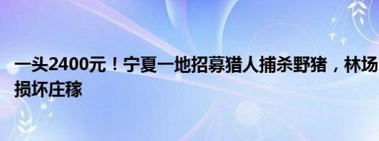 一头2400元！宁夏一地招募猎人捕杀野猪，林场：野猪过多损坏庄稼