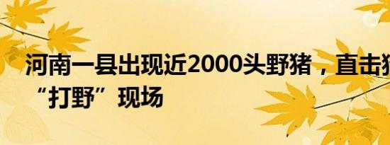 河南一县出现近2000头野猪，直击猎犬上山“打野”现场