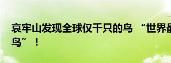 哀牢山发现全球仅千只的鸟 “世界最神秘的鸟”！