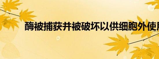 酶被捕获并被破坏以供细胞外使用